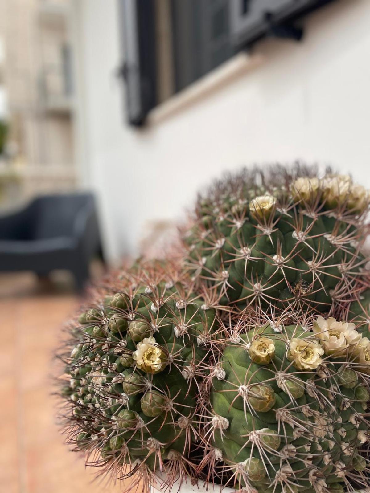 Rosa Dei Venti Villa Polignano a Mare Eksteriør bilde